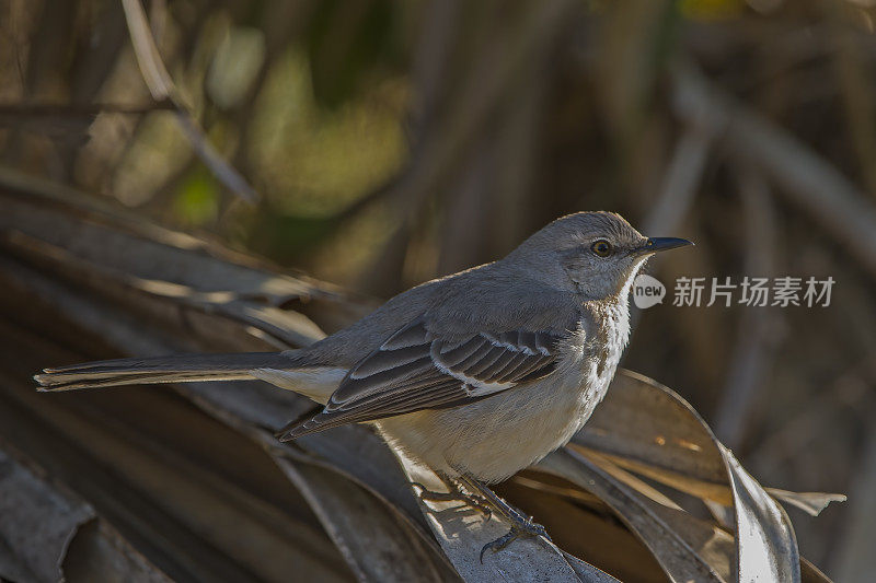 北嘲鸫，多语Mimus polyglottos，丁达林国家野生动物保护区，Sanibel岛，佛罗里达州